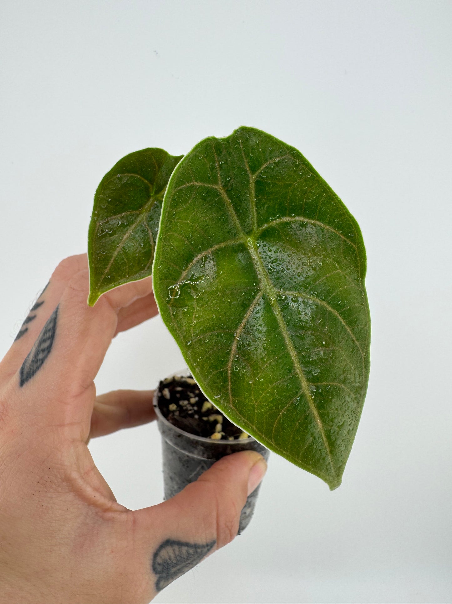Alocasia Azlanii