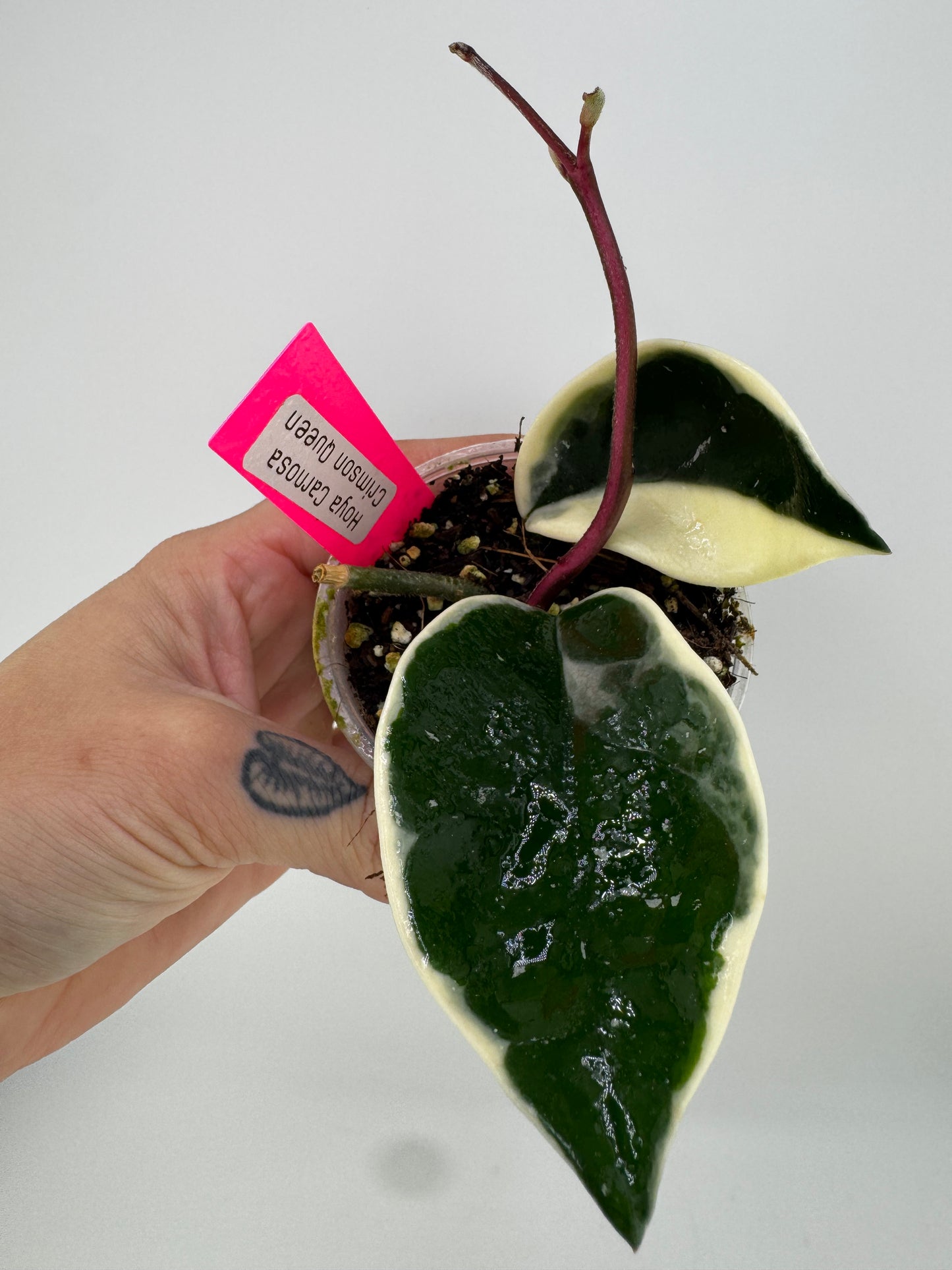 Hoya Carnosa ‘crimson queen’