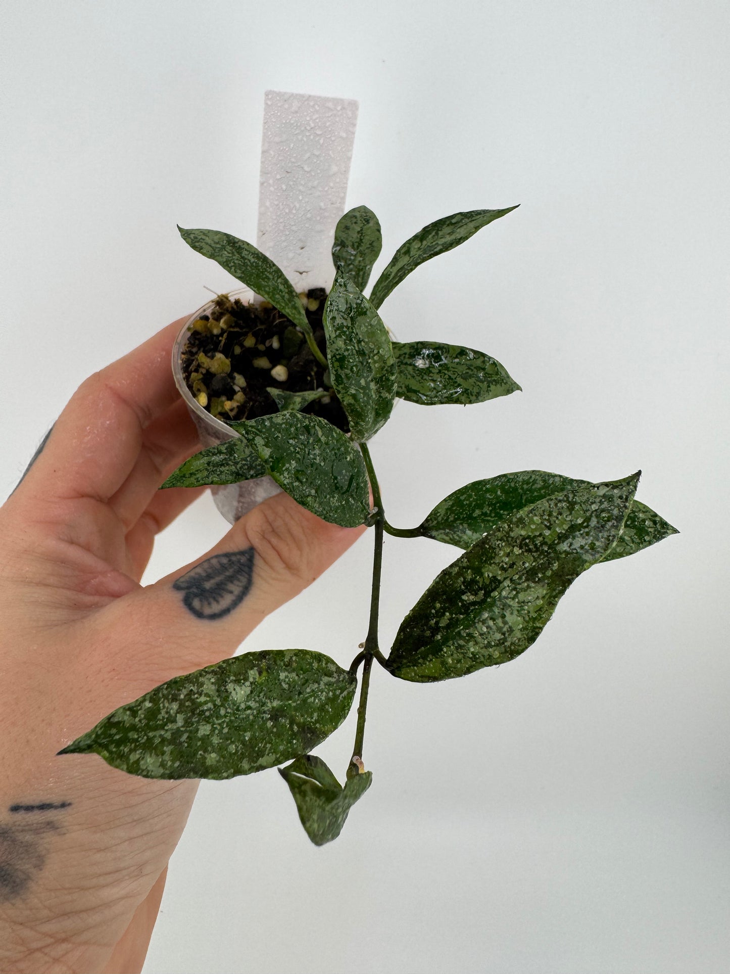 Hoya Lacunosa ‘snow caps’