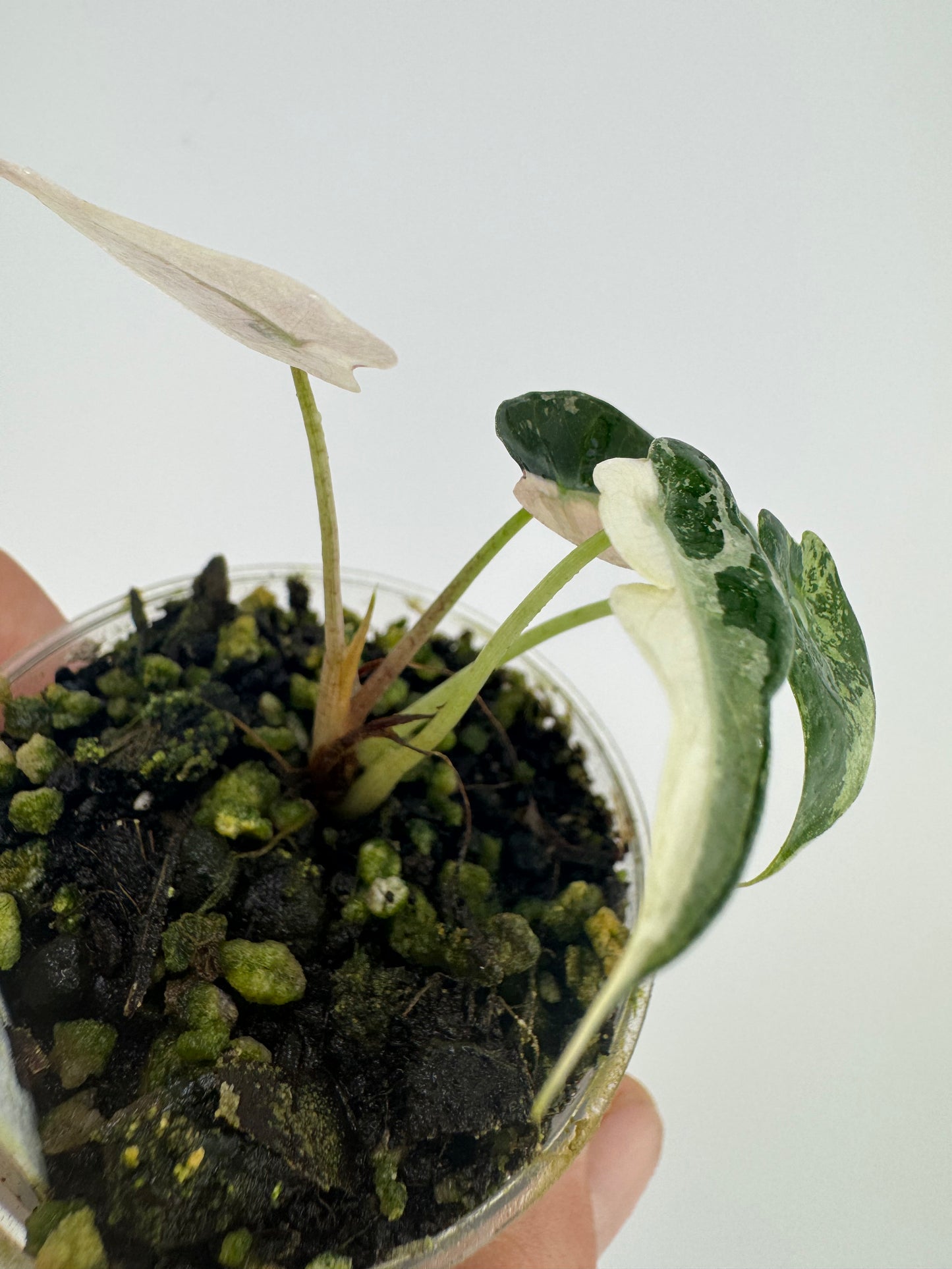 Variegated Alocasia Bambino Albo/Pink