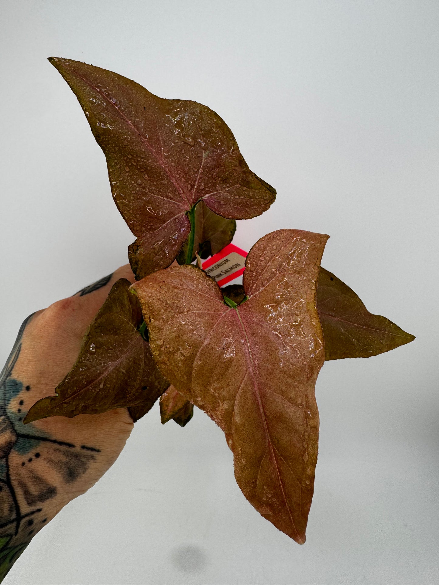 Syngonium Pink Salmon Revert