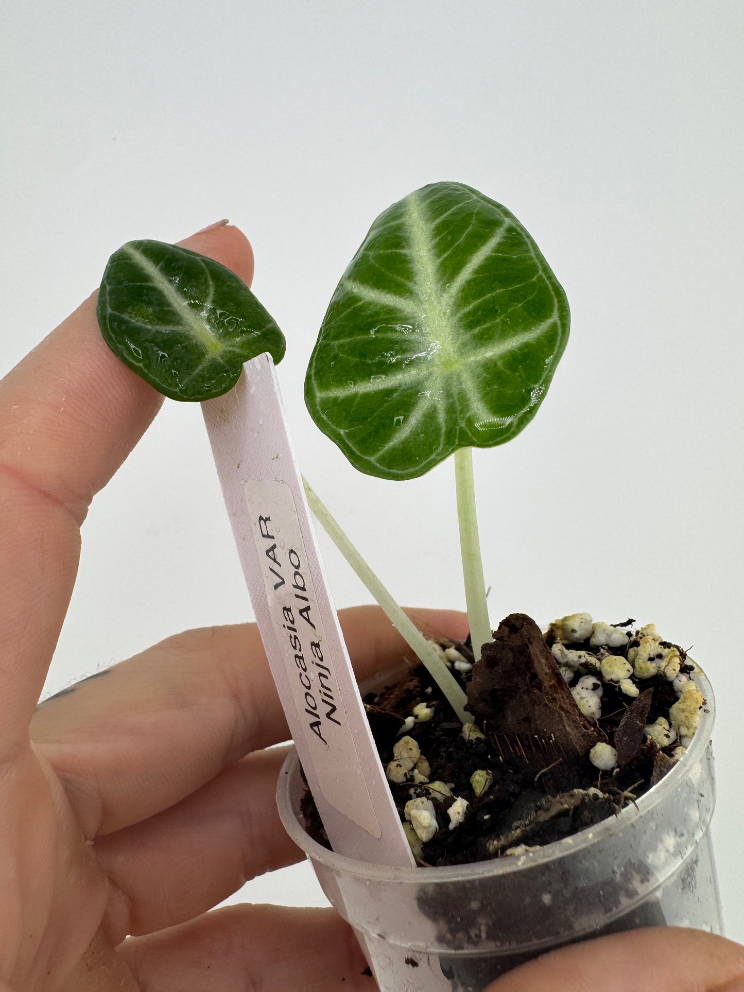 Alocasia Black Velvet Ninja Albo REVERT