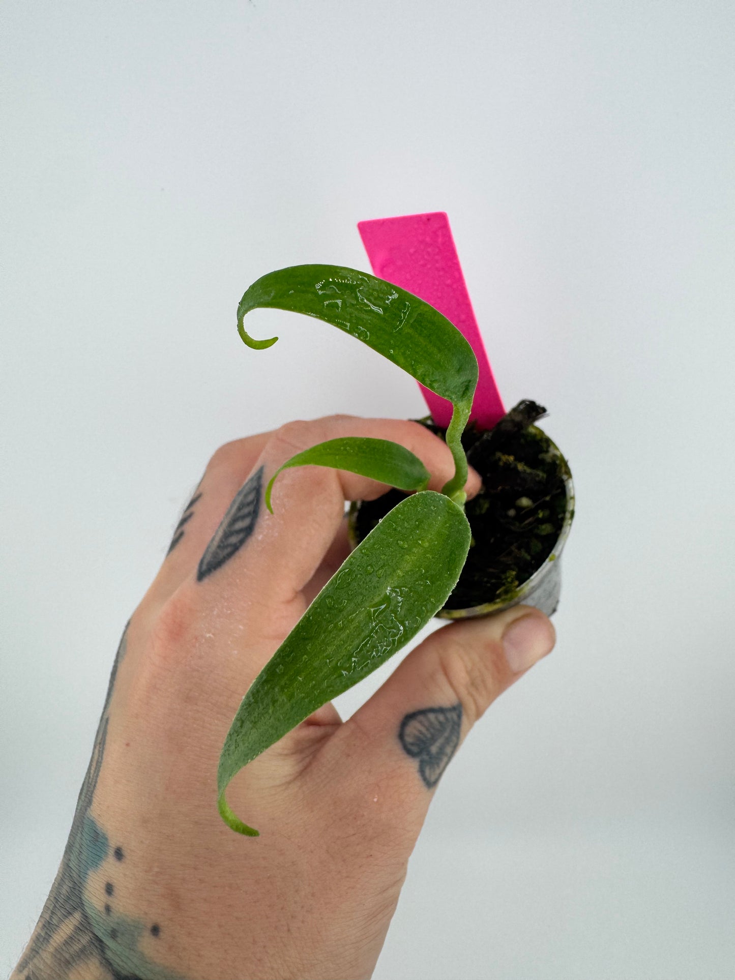 Monstera Burle Marx Flame