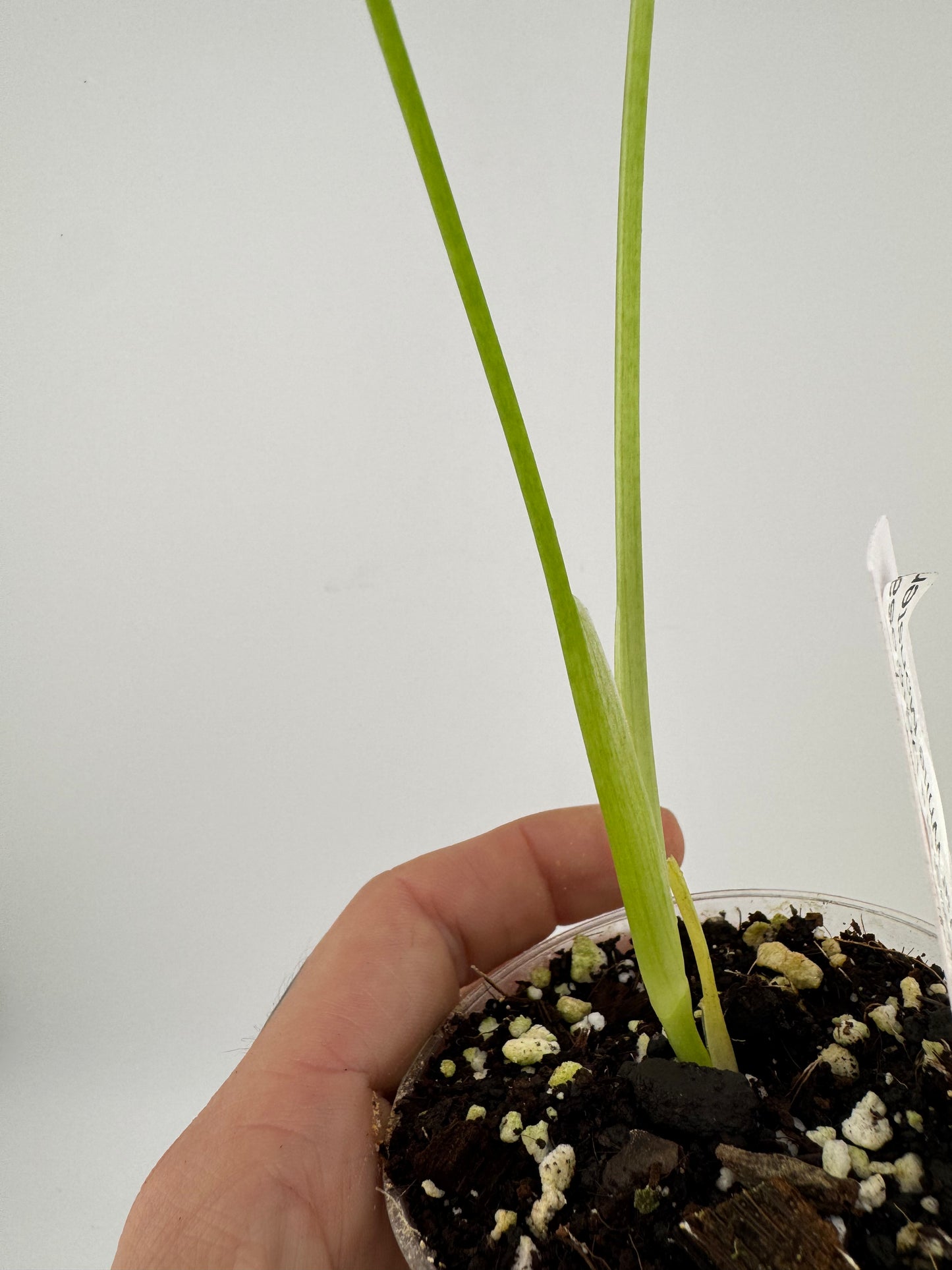 Monstera Deliciosa Mint ‘white monster’ Variegated #2