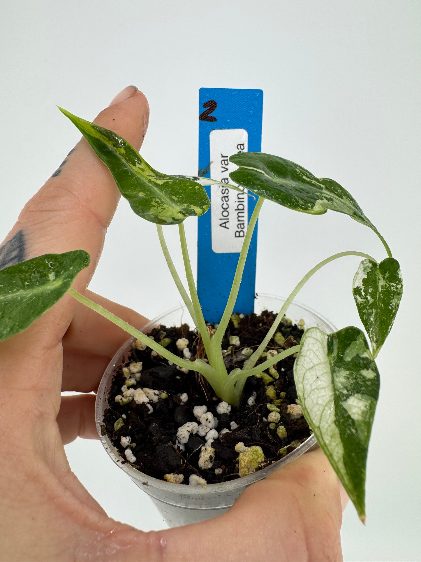 Variegated Alocasia Green Bambino #2