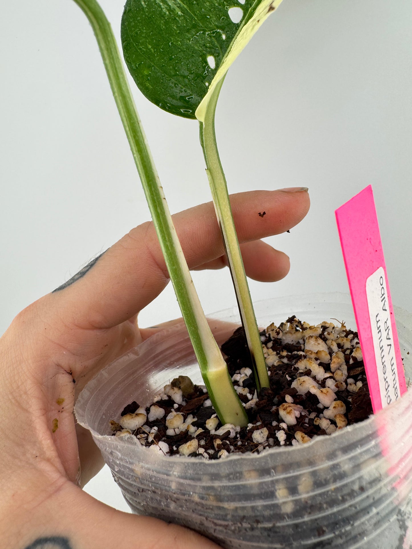 Epipremnum Pinnatum Albo Variegated