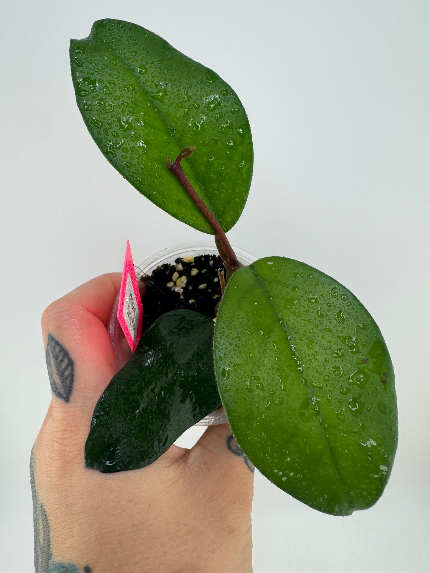 Hoya Rusty X Unknown