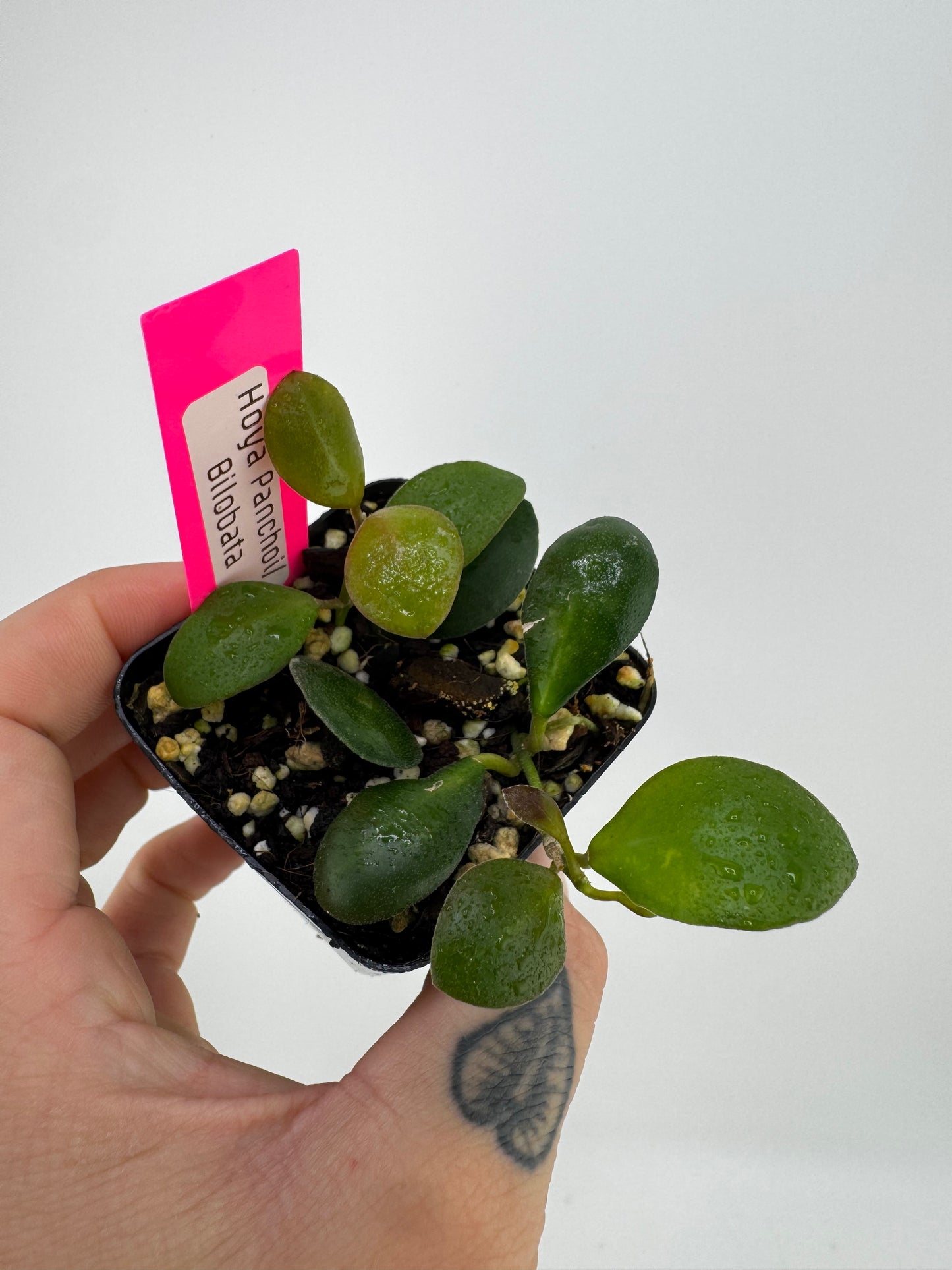 Hoya ‘Panchoi’ AKA ‘Bilobata’