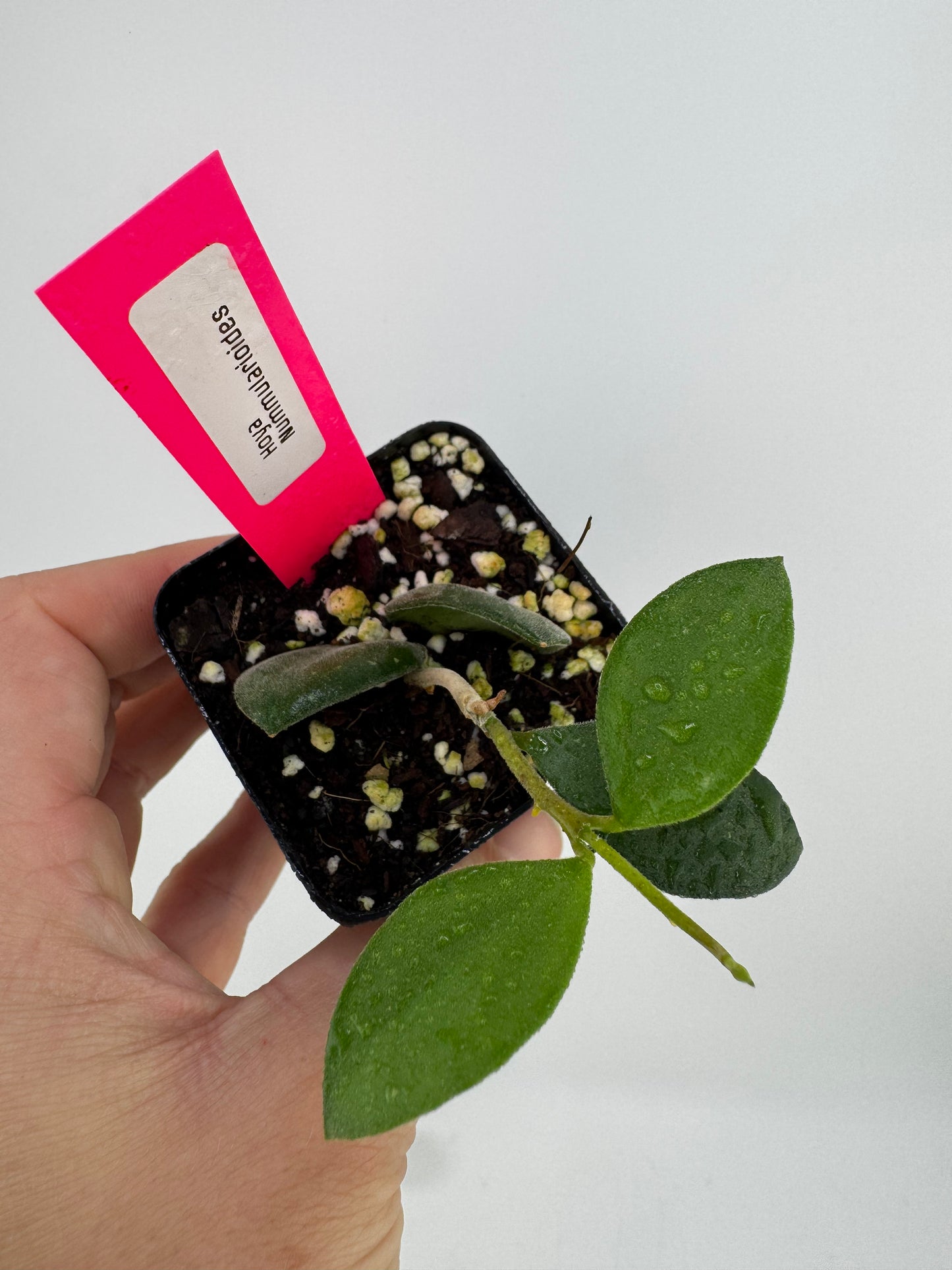 Hoya nummularioides