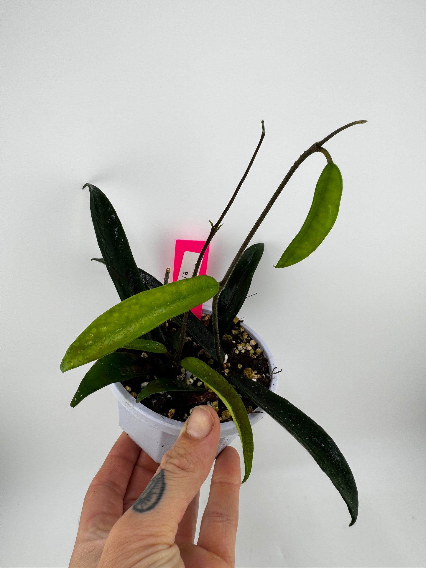 Hoya Minibelle