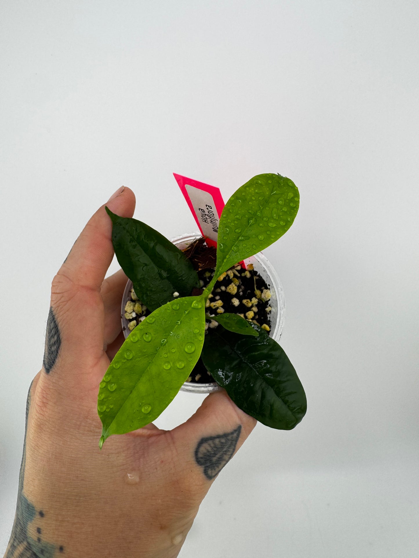 Hoya Multiflora