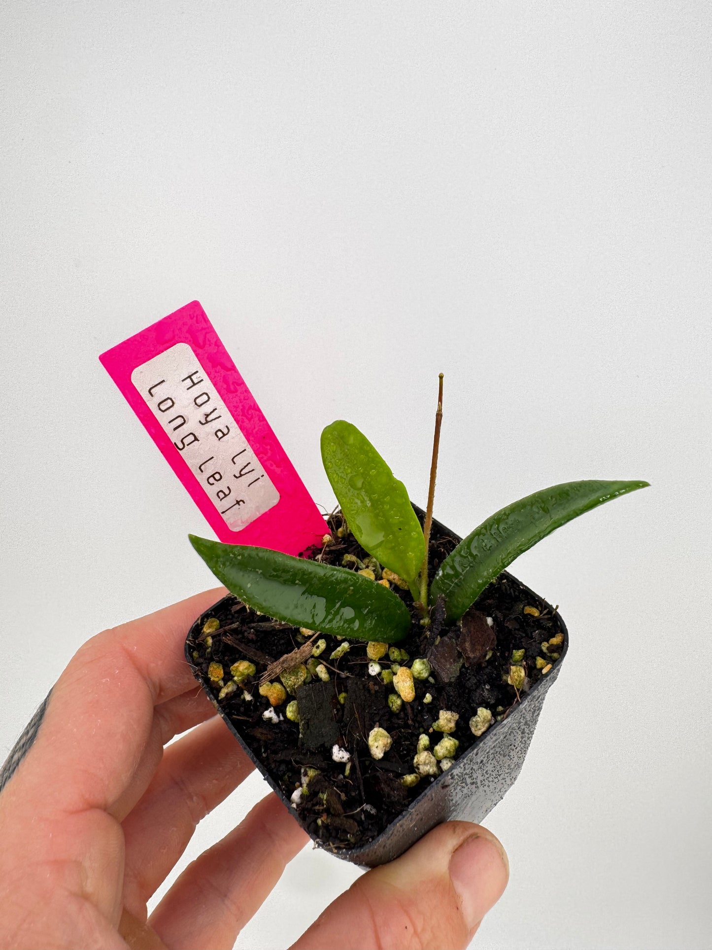 Hoya Lyi ‘long leaves’