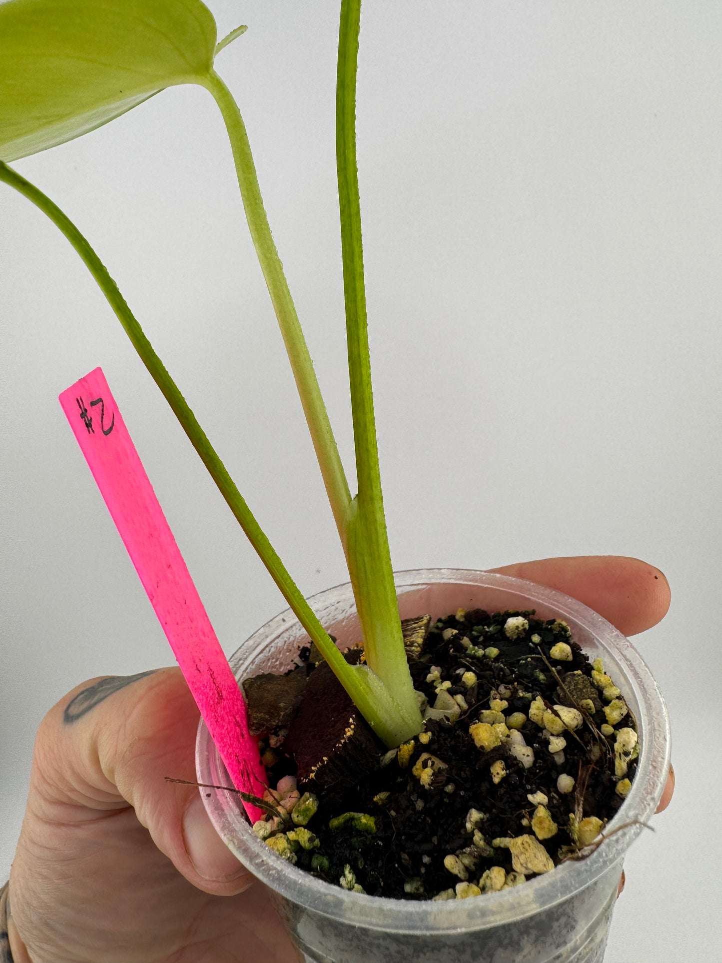 Monstera Deliciosa (Small Form) Aurea Variegated #2