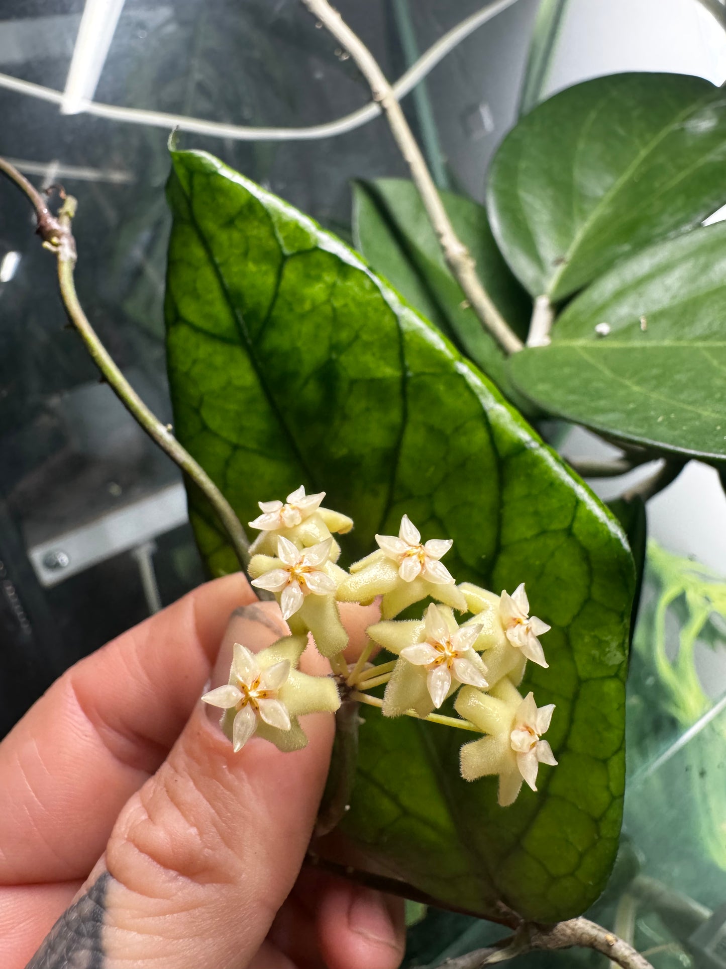 Hoya Mistie