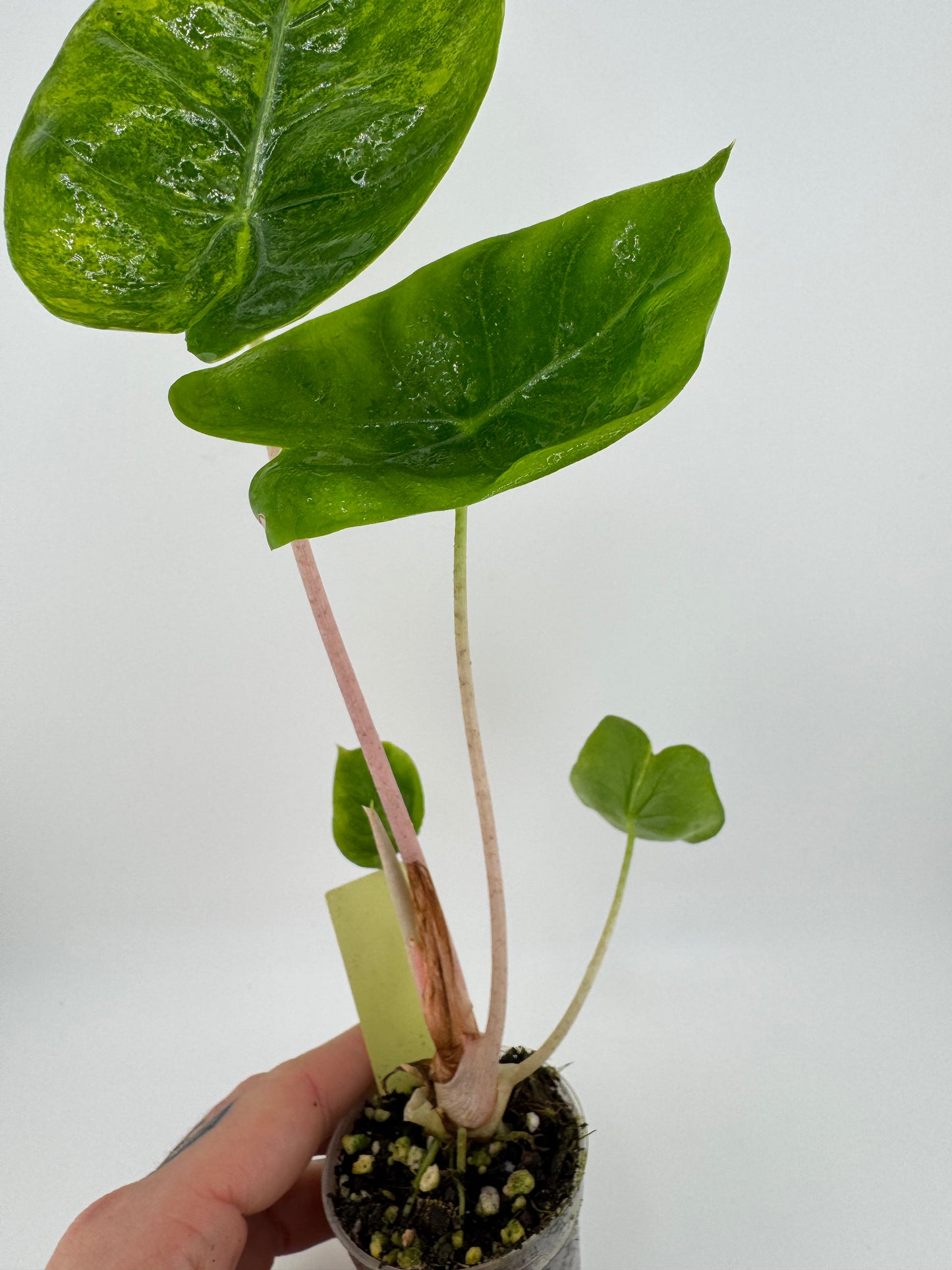 Alocasia variegated Pink Dragon Aurea