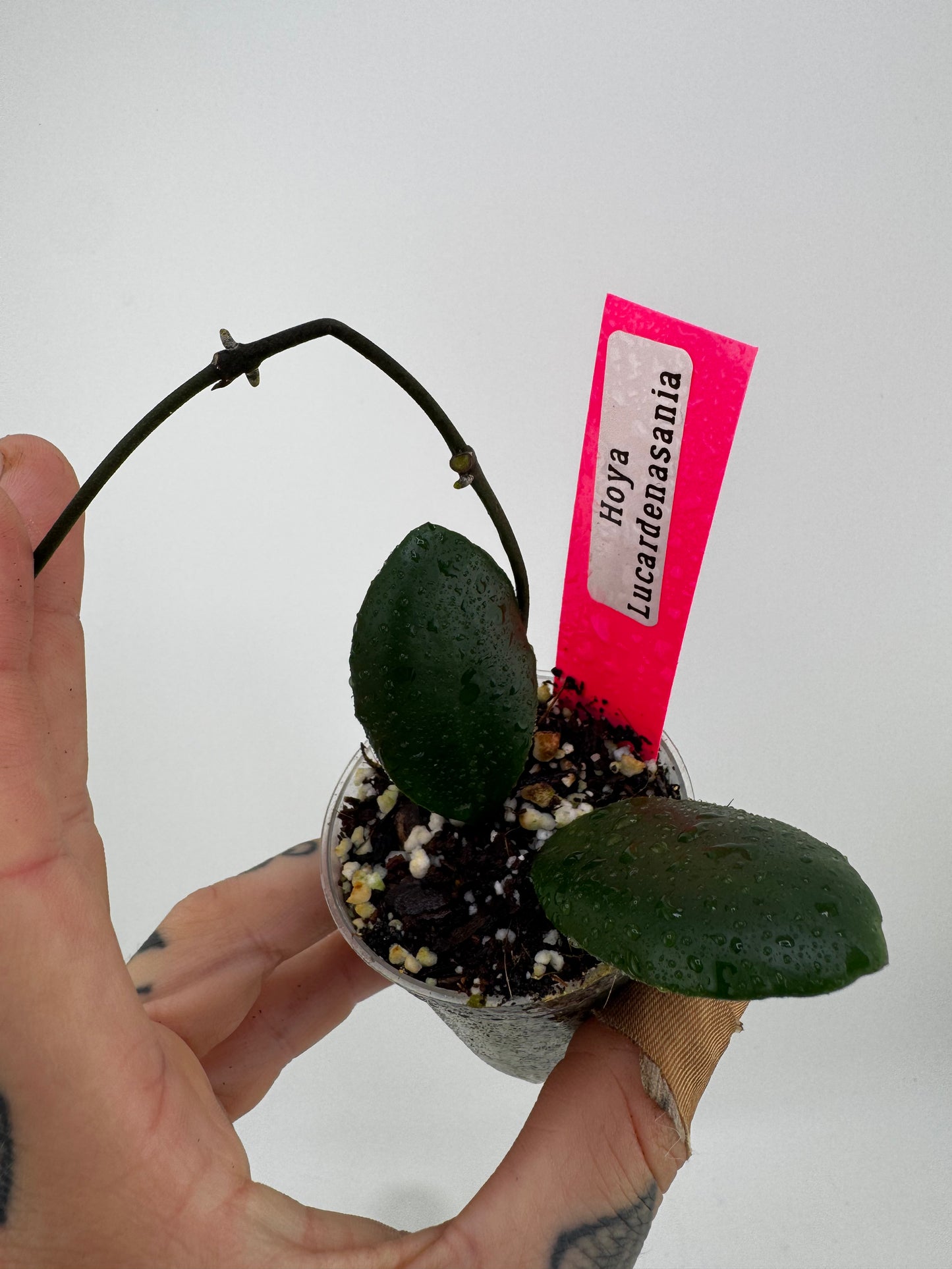 Hoya Lucardensaniana