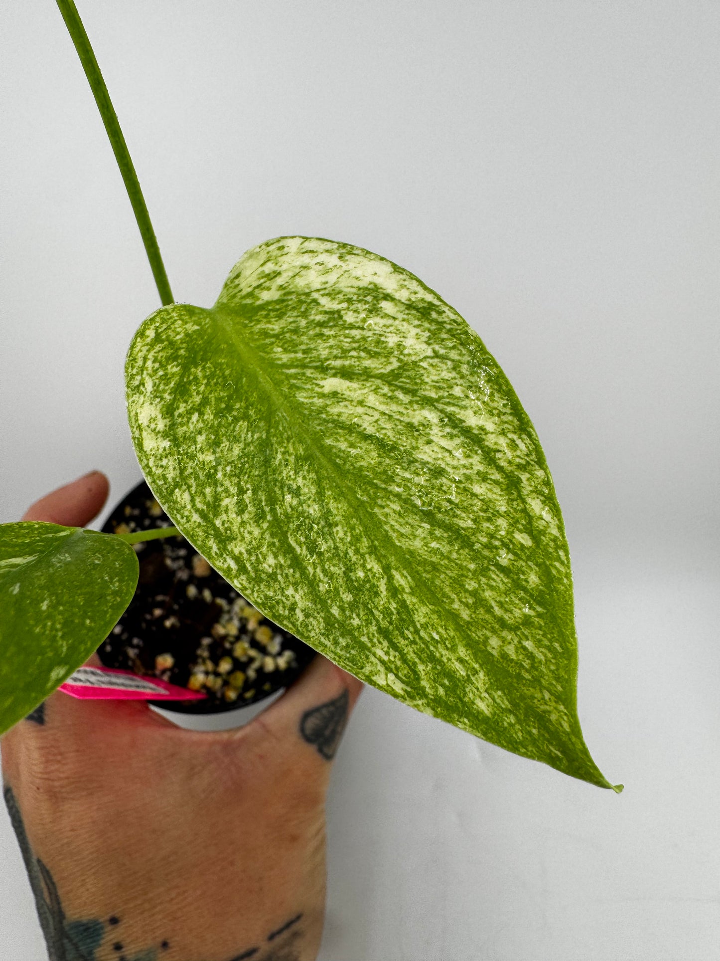 Monstera Deliciosa Mint ‘white monster’ Variegated #1