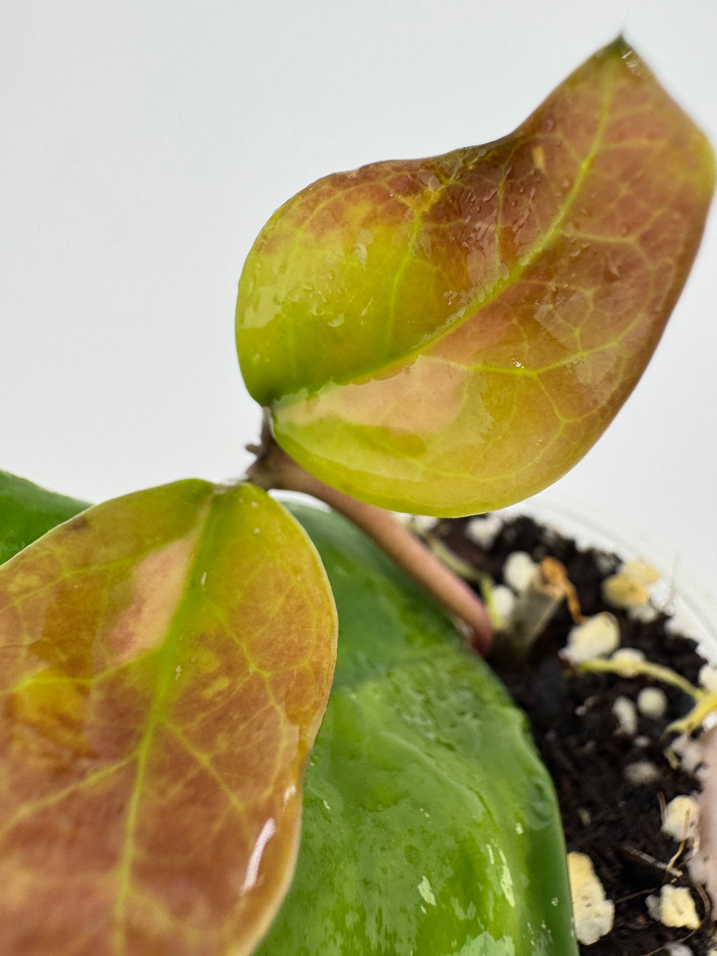 Hoya Obovota Picta inner variegated