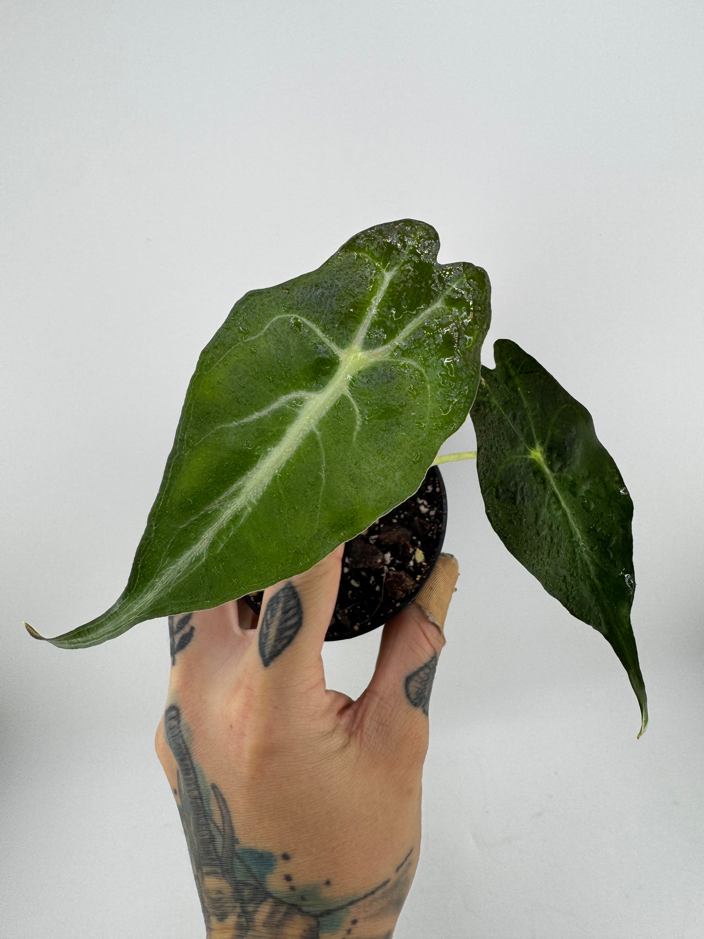Alocasia Venom