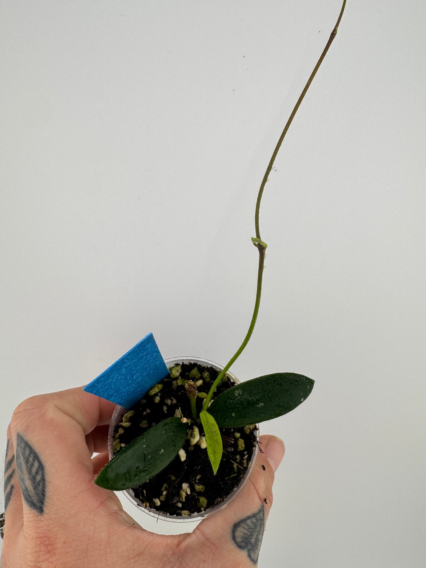 Hoya Lyi ‘long leaves’