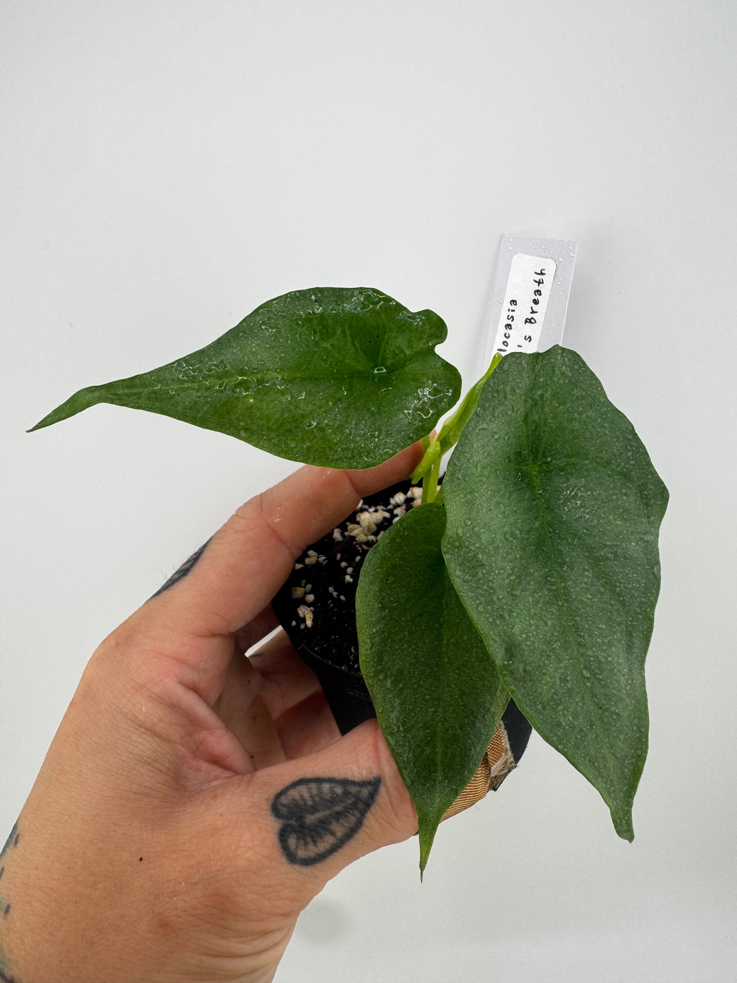 Alocasia Dragon’s Breath