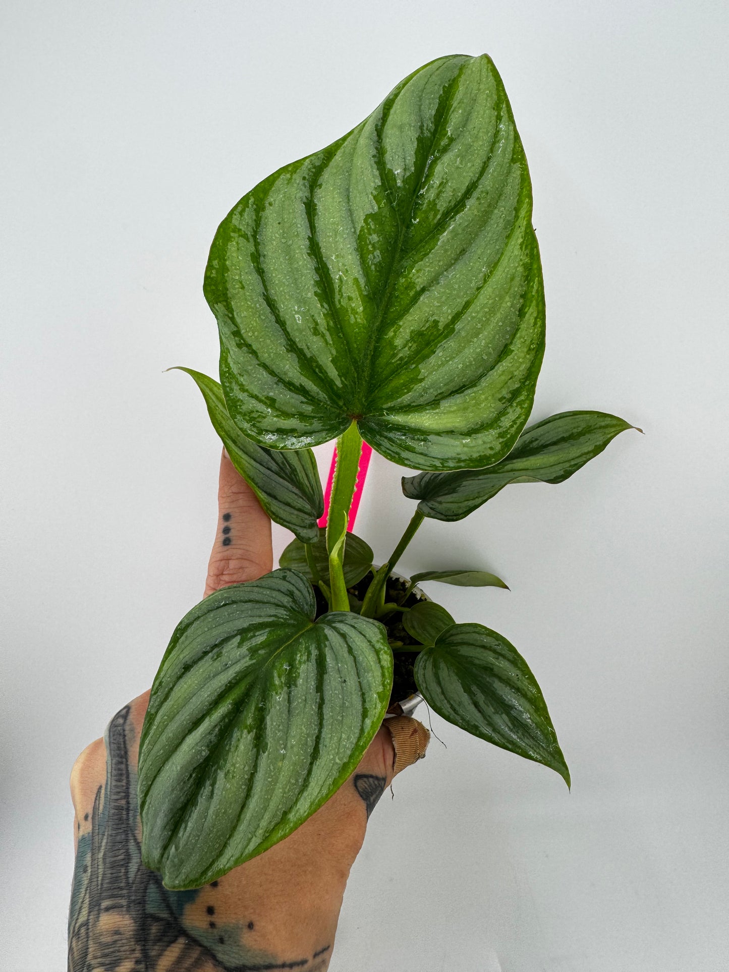 Philodendron Mamei Silver Cloud