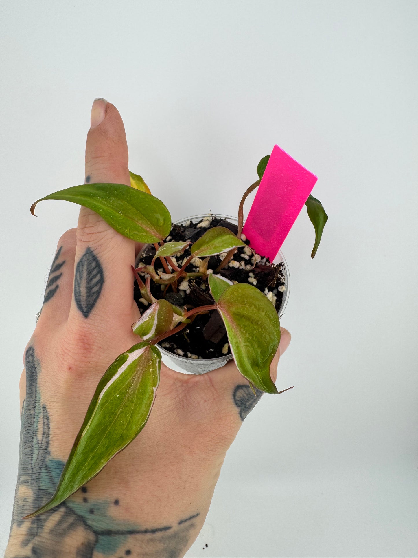 Variegated Philodendron Micans ‘Halo’