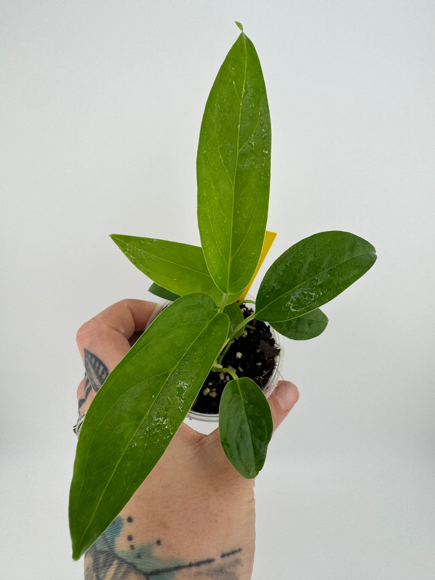 Monstera Obliqua ‘No ID’