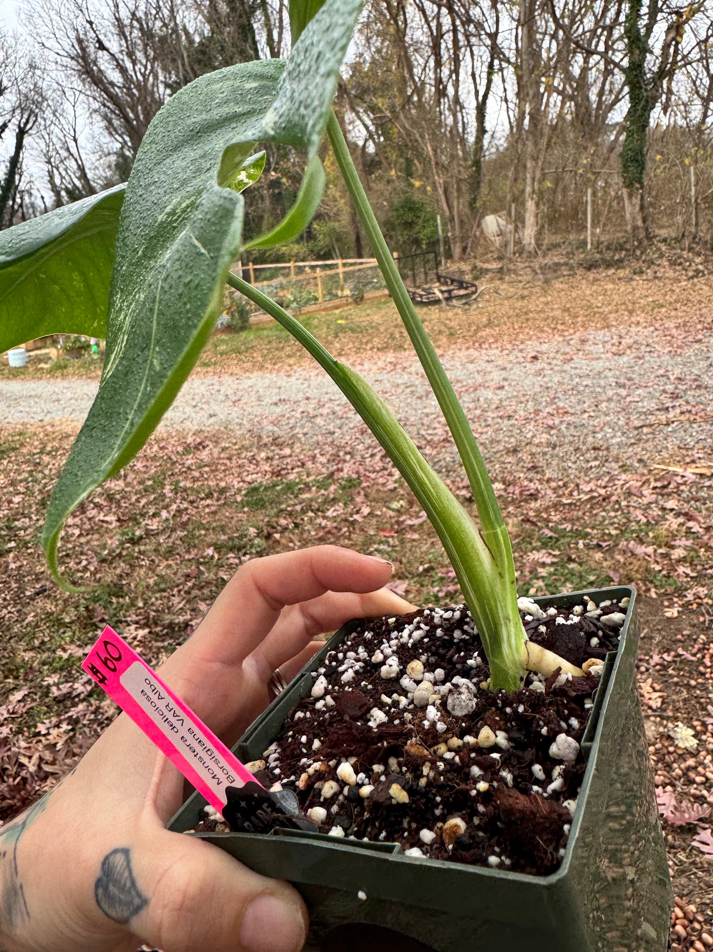 Monstera Deliciosa (borsigiana) Albo Variegated #1