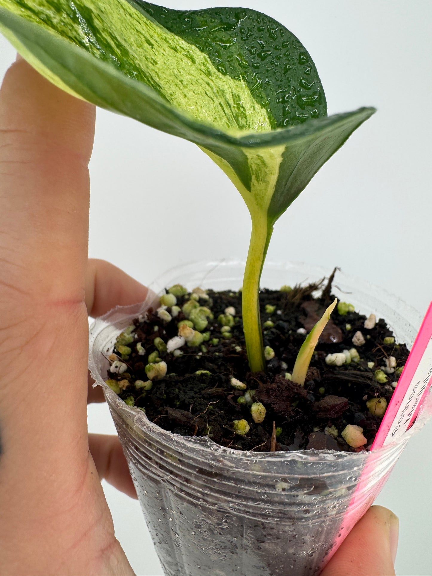 Pothos ‘manjula’ variegated