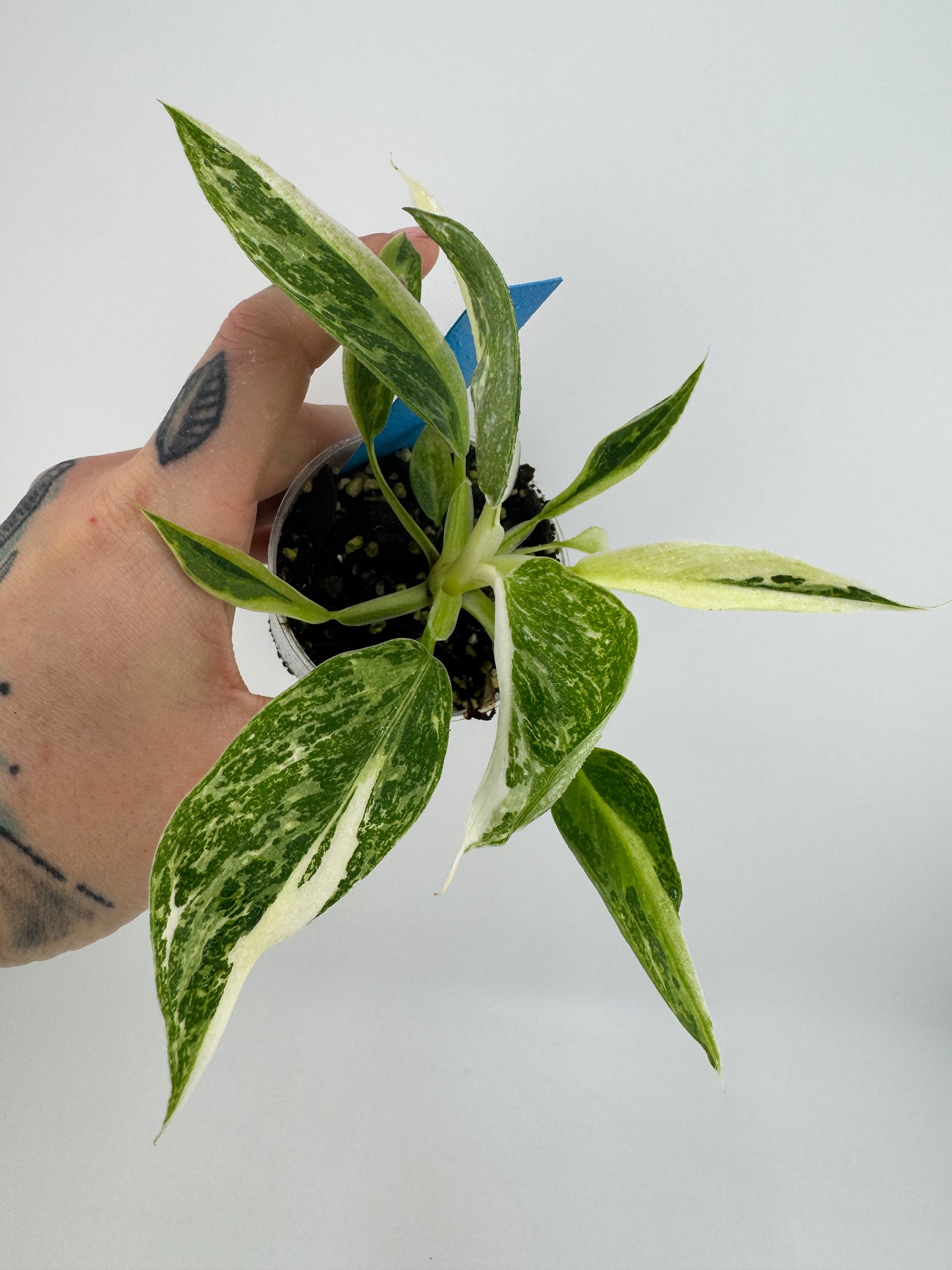 Philodendron Jose Buono