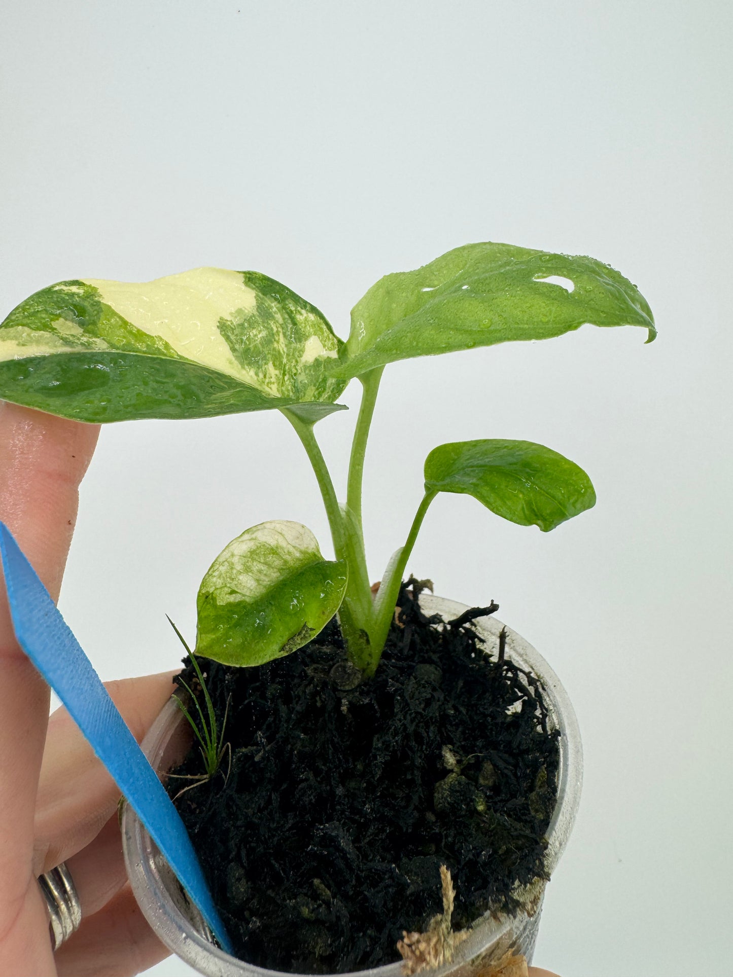 Monstera Adansonii Albo Variegated