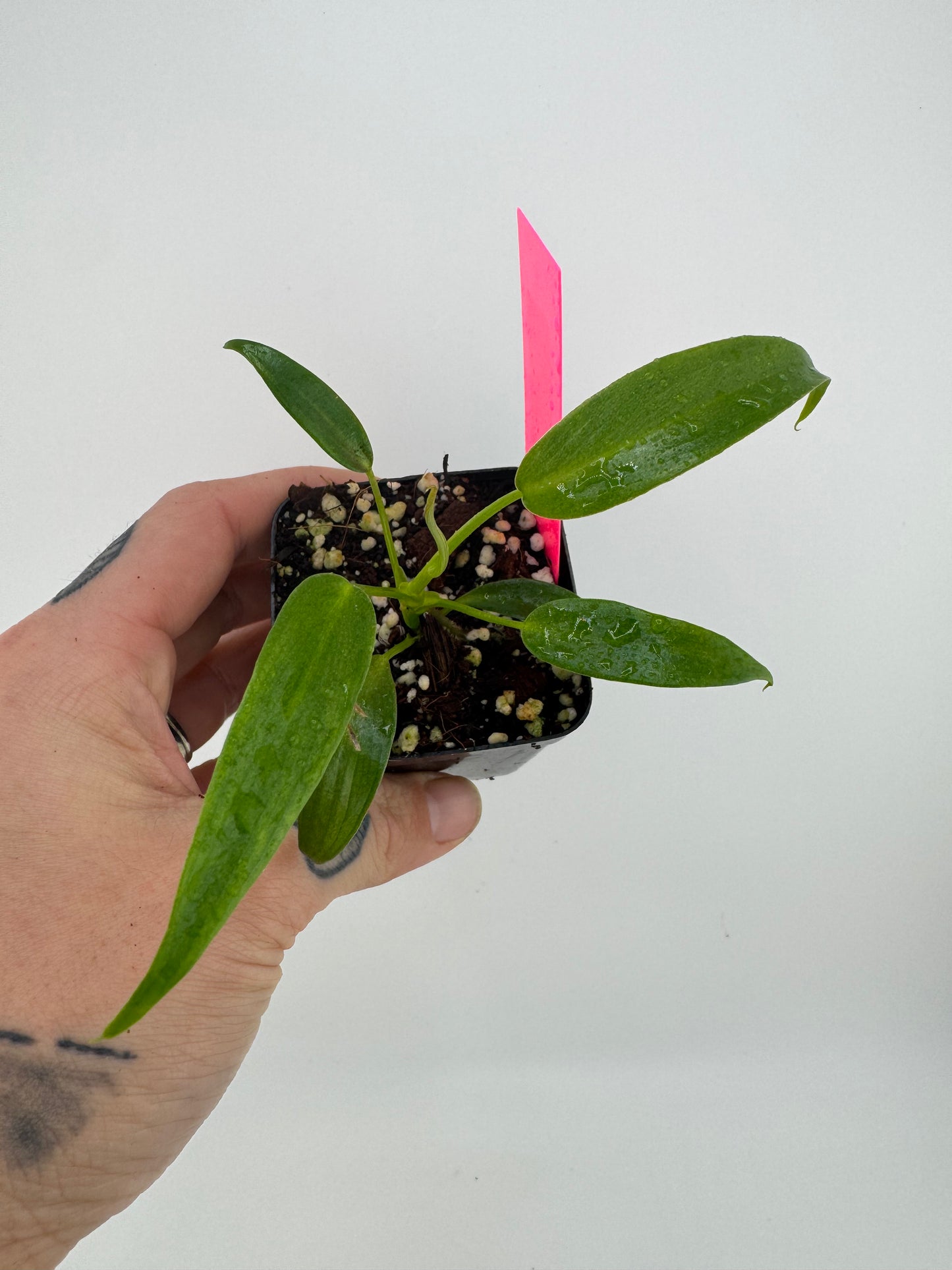 Philodendron Longilobotum/Leylani Miyano