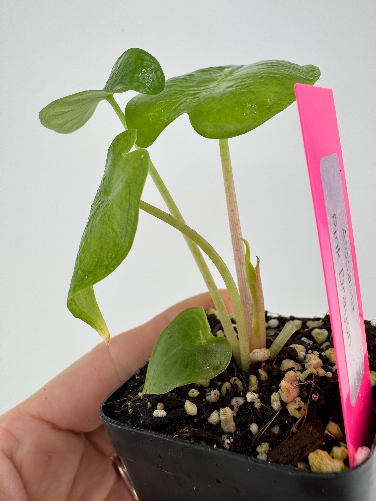 Alocasia Pink Dragon