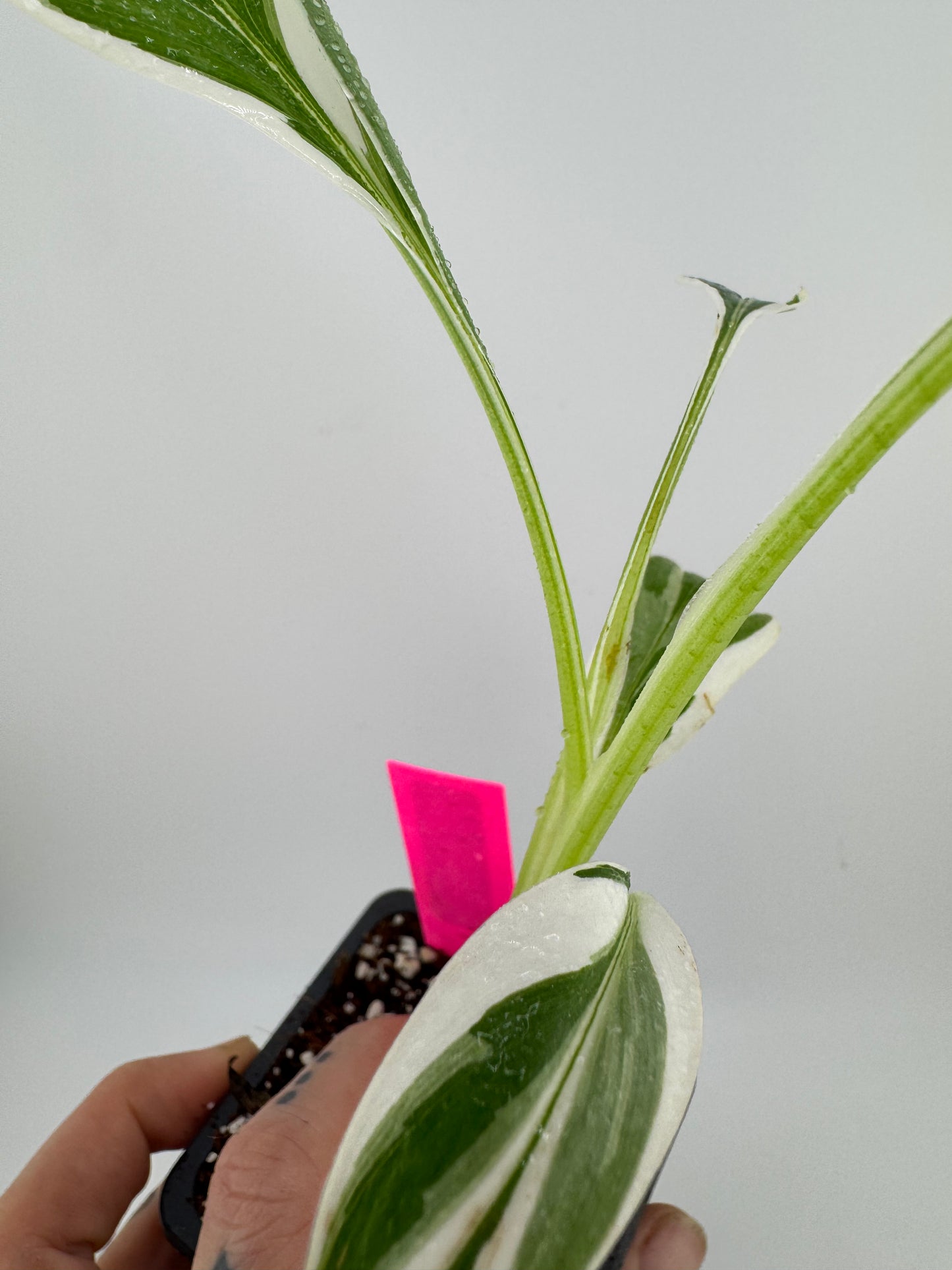 Musa ‘Florida’ Variegated Banana