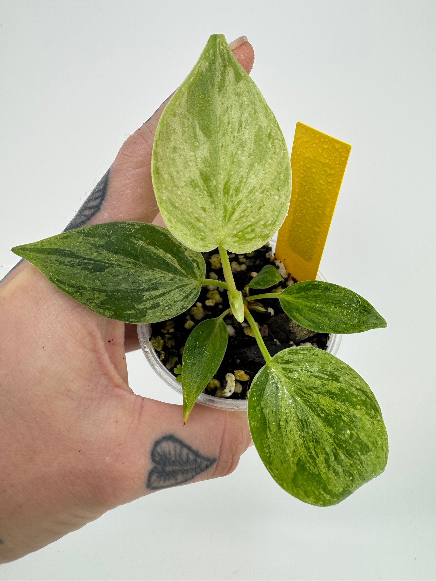 Philodendron Heartleaf Variegated