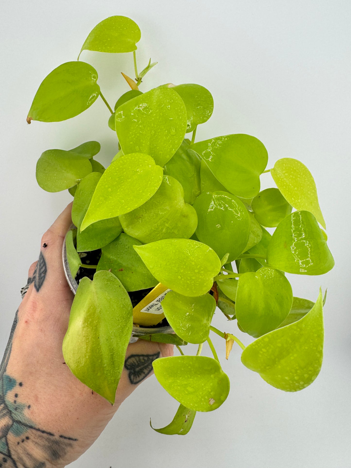 Philodendron Heartleaf ‘Neon’