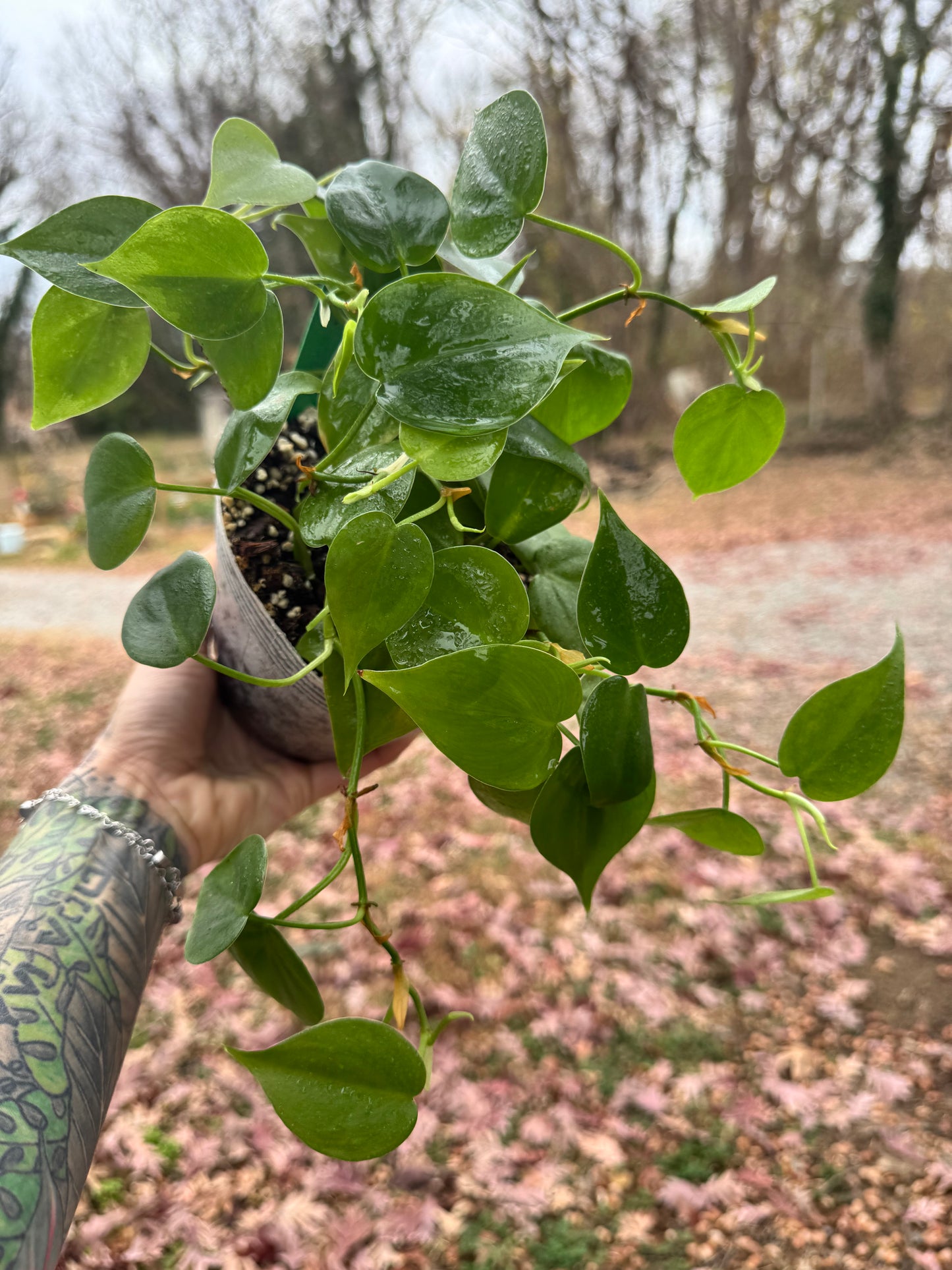 Philodendron cordatum ‘Heartleaf’