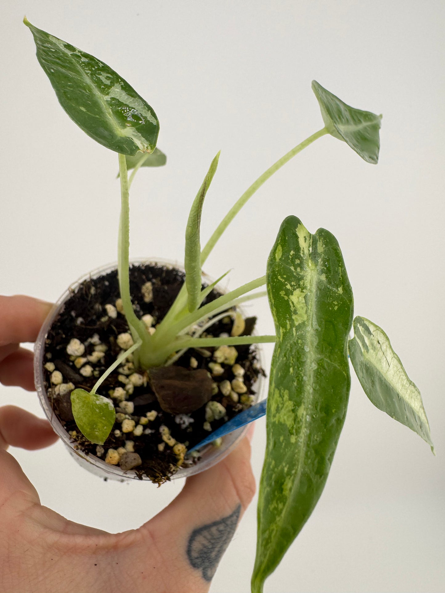 Variegated Alocasia Green Bambino #1