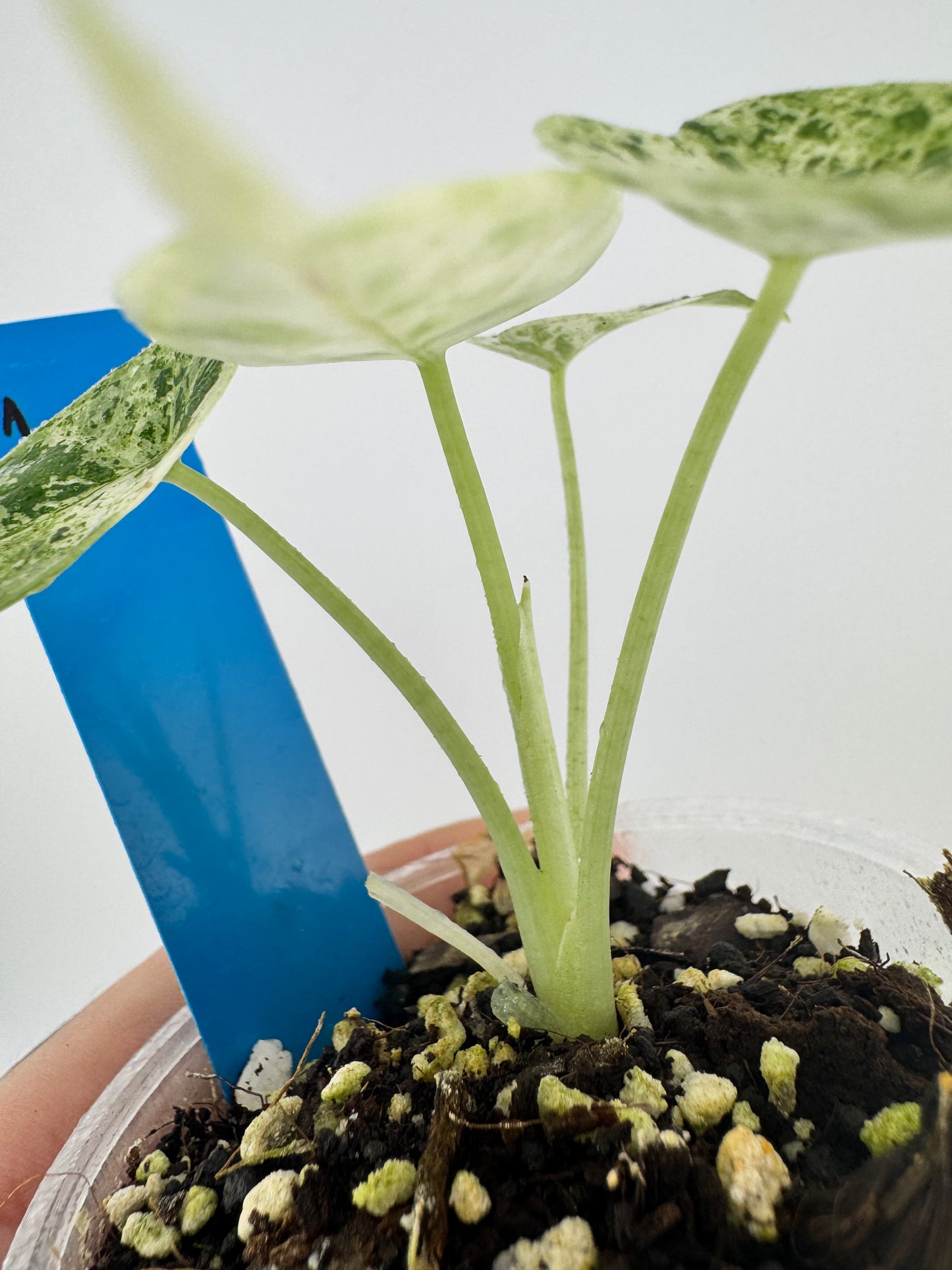 Variegated Alocasia Dragon Scale ‘Mint’ #1