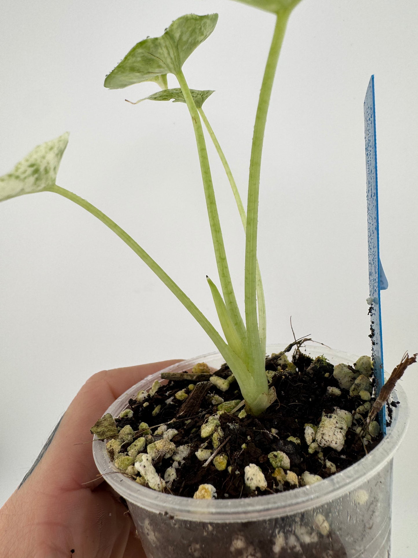 Variegated Alocasia Dragon Scale ‘Mint’ #2