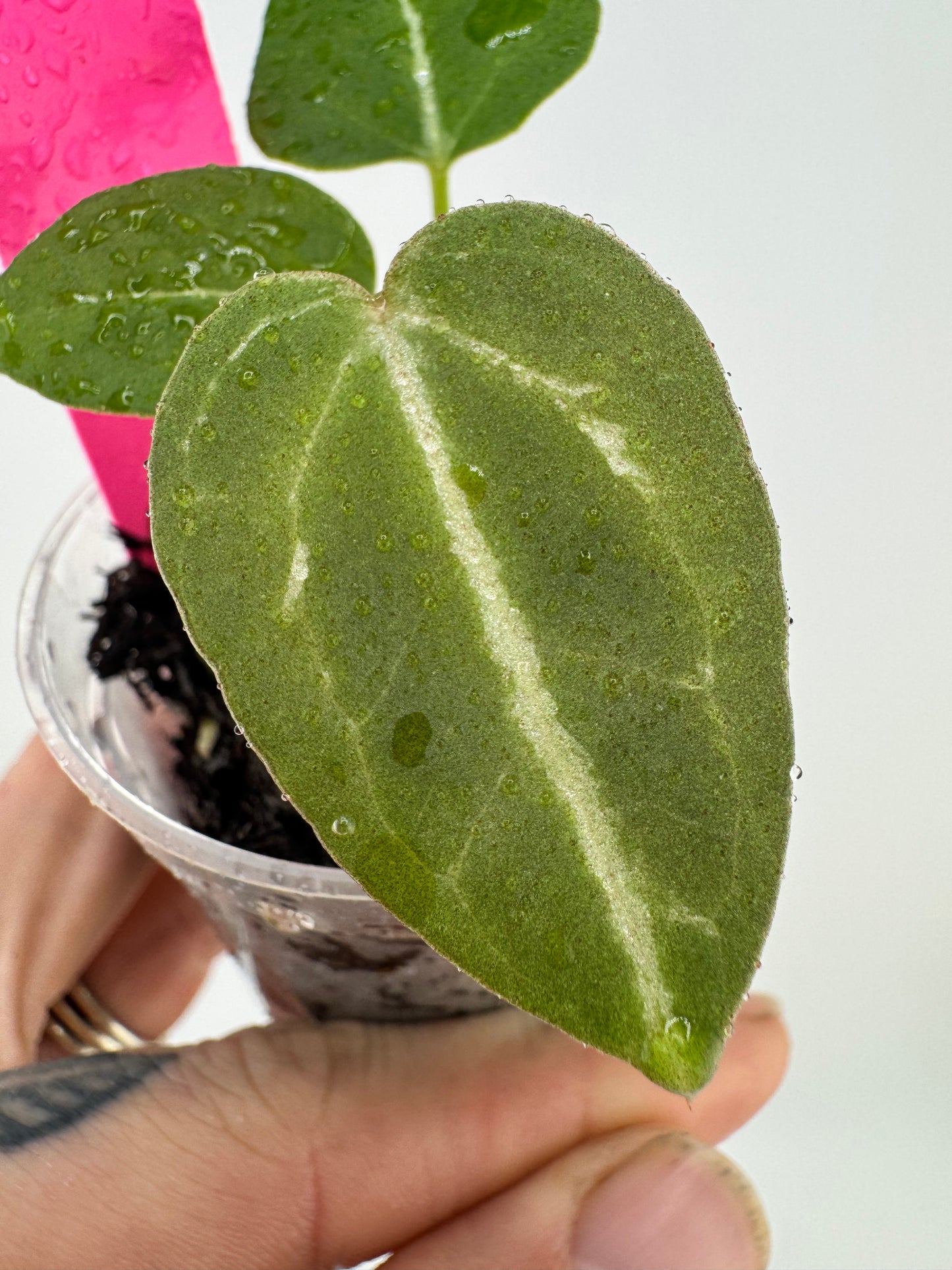 Anthurium (Pink Lemonade X BWM) X Red Raspberry