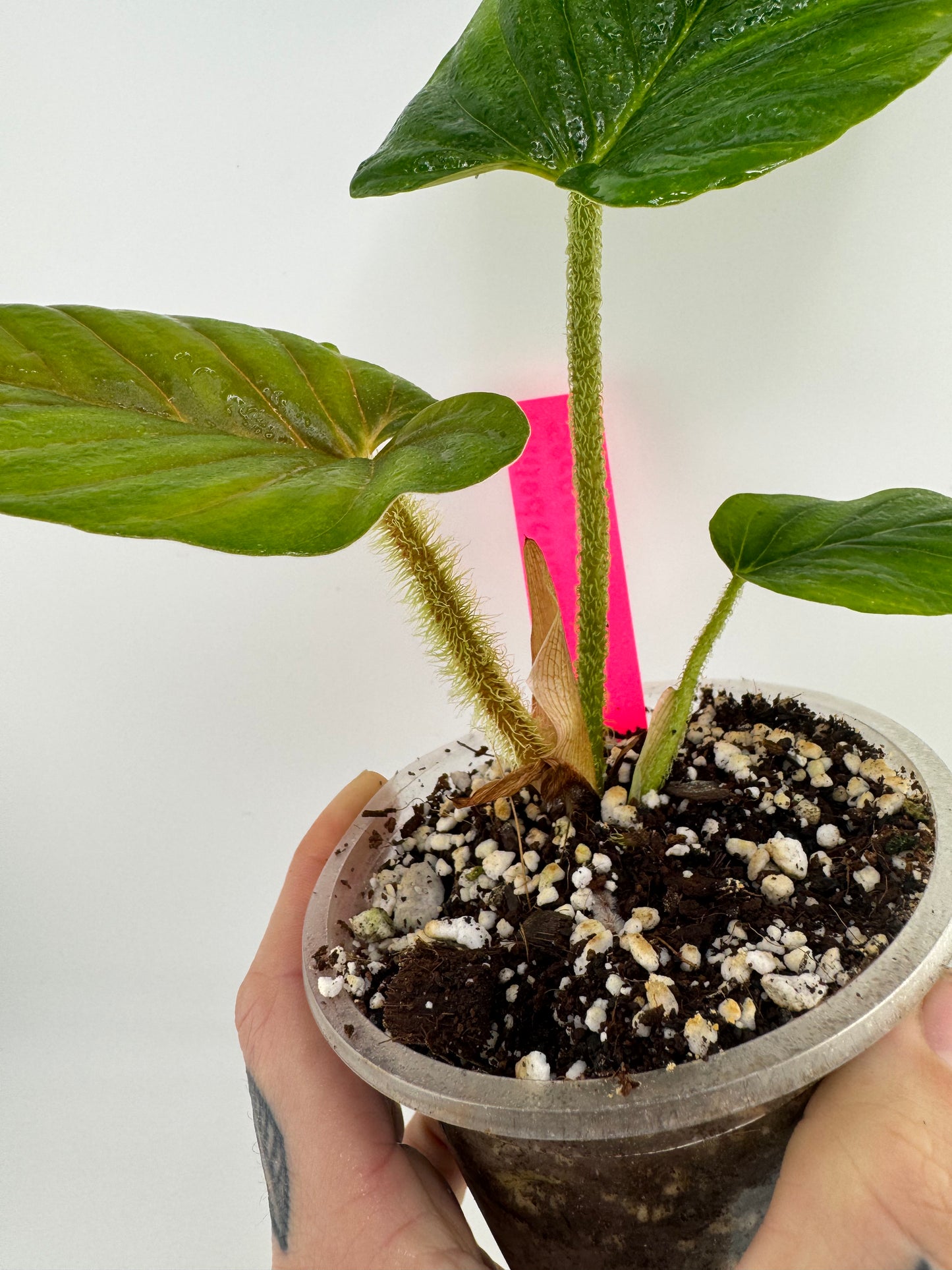 Philodendron Serpens