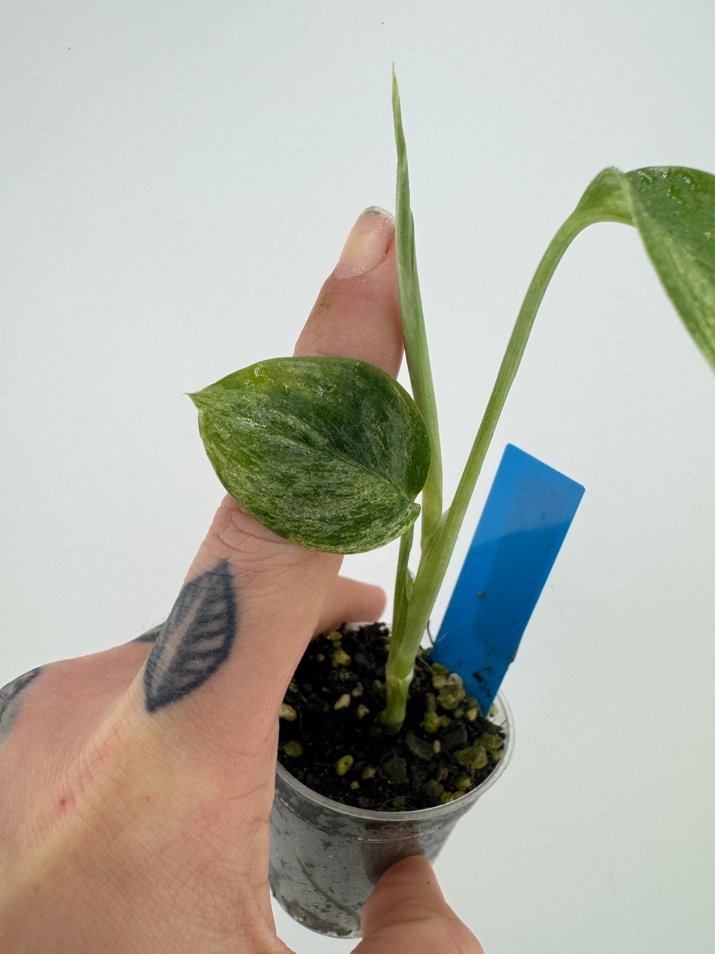 Scindapsus Blue Albo ‘Salaka’ Variegated