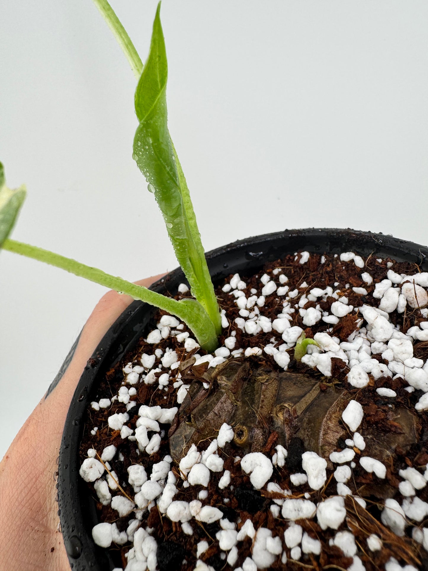 Alocasia Gagaena Albo