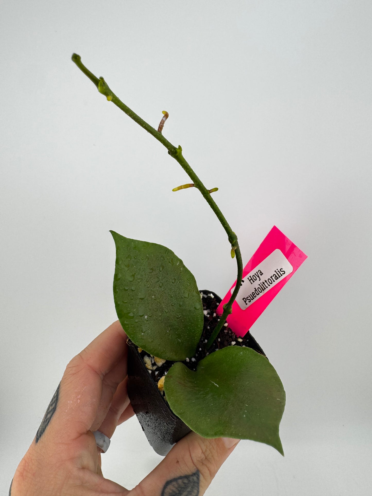 Hoya Psuedolittoralis