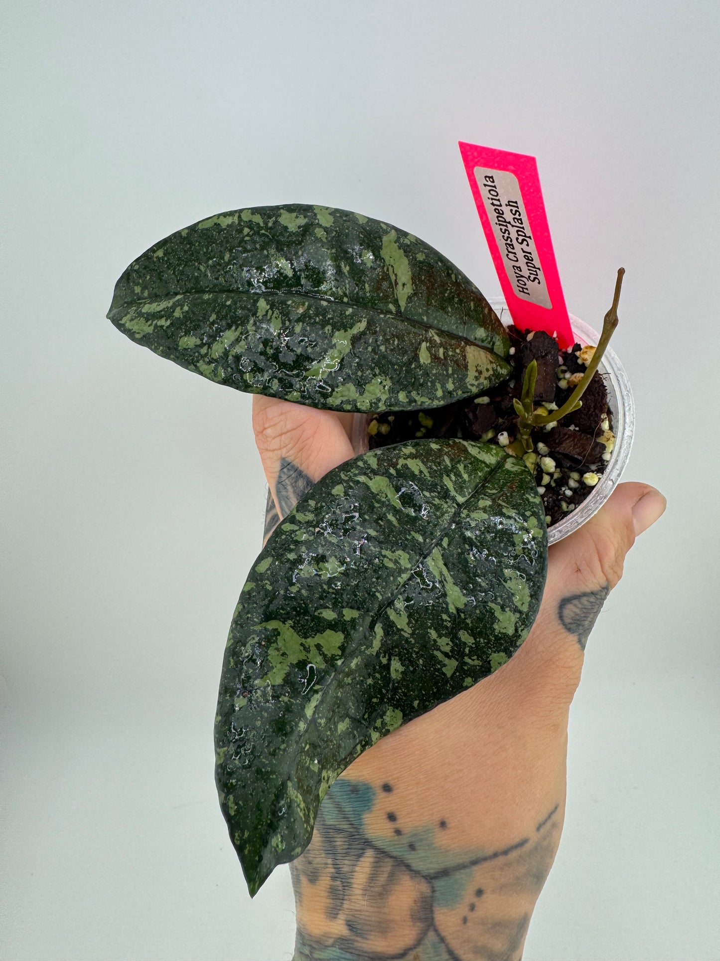 Hoya Crassipetiola Super Splash