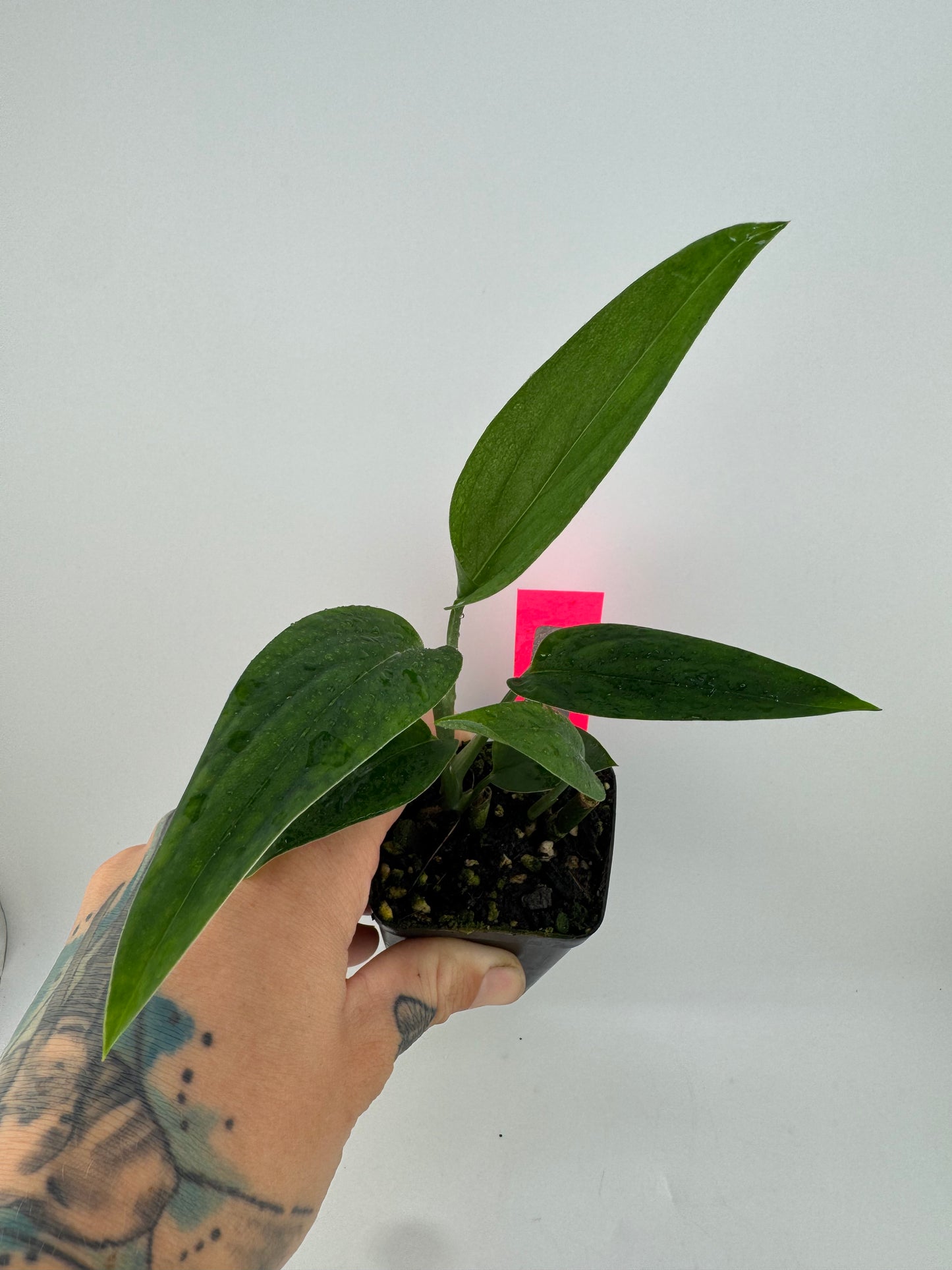 Monstera Barrieri