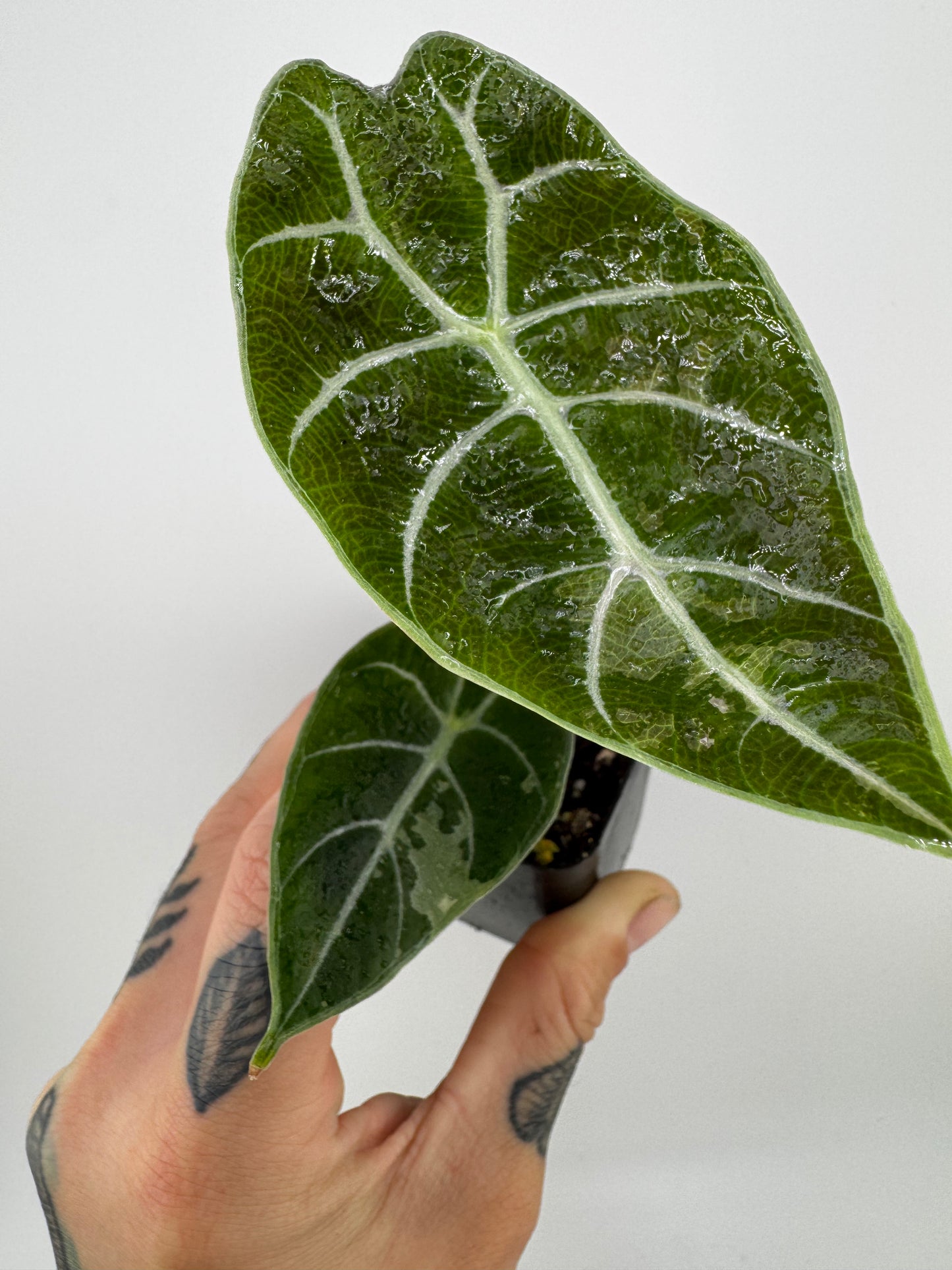 Alocasia Watsoniana Pink Variegated