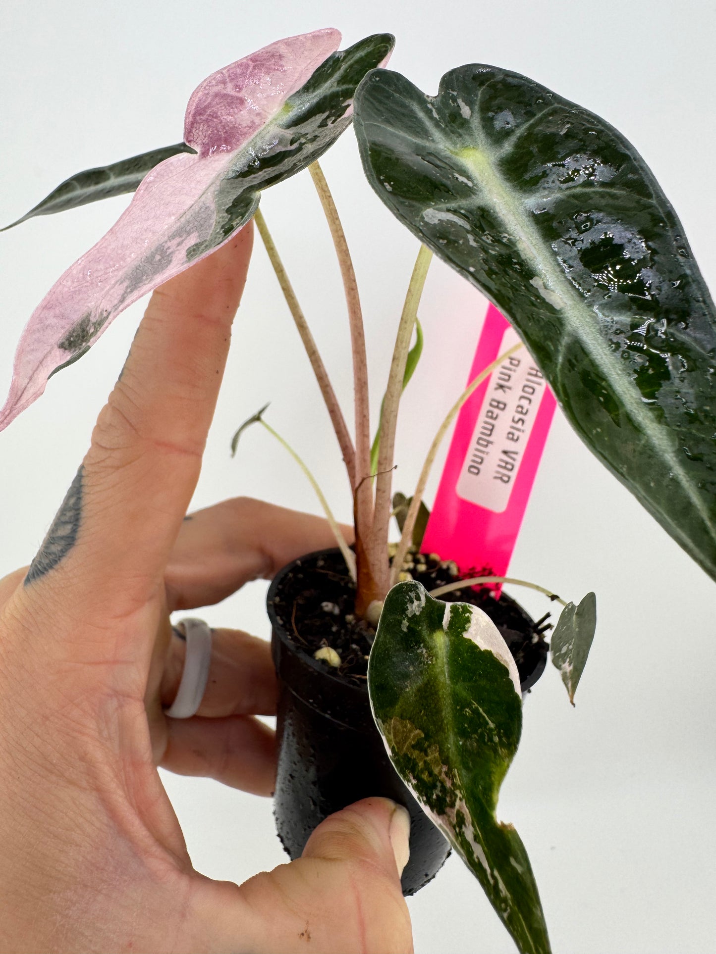 Variegated Alocasia Bambino #B Pink/Albo